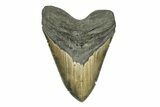 Huge, Fossil Megalodon Tooth - Serrated Blade #271230-1